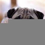 puglet