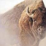 WalkinBuffaloMan