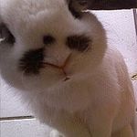 Fuzzybunny