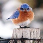 NanaAngie