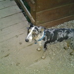 dallyjoe