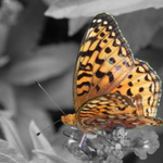 gardenchic