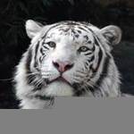 TibetianTiger