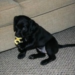 blackdog999