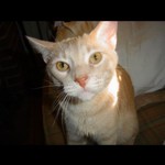 tomcat