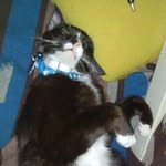 stupidcat