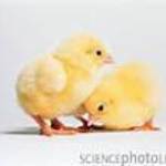 chickensoup