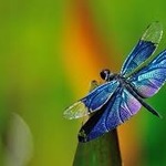 dragonfly123