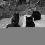 TNCatlover