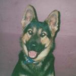 K9Linda