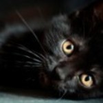 kitkennedy