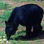 Shadow75