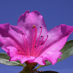 Azalea35