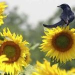 Sunflur