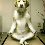 ZenMaster01
