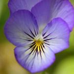 blueviolet725