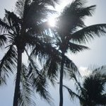 IslandLuvr