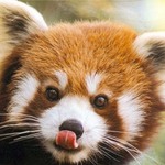 hawthornerose