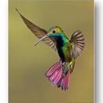 hummingbyrd