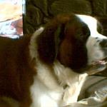 bosley