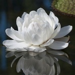 Lotuswhite