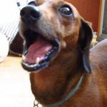 hotdogdog