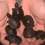 turtled