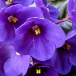 PurpleViolets
