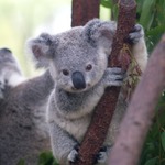 crankykoala