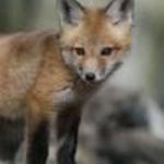 redsilverfox