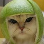 Cypressmoon1