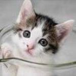 ginnycat