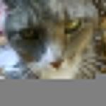 Catlovers141