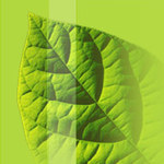 GreenGirl27