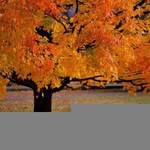 LeafOnTheWind