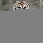 sleepyowl84