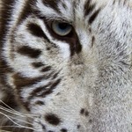 WhiteTigersMeow