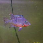 missscales