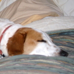 demutt