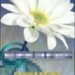 daisydduck