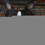 OLIVER2012