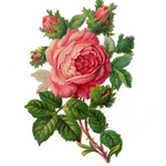 Hope4Roses