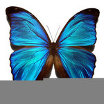 angelcarter