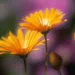 thegardener