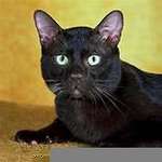 fifercats