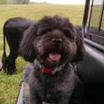 Porchpuppy