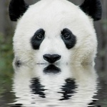 panda68