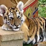 CajunTiger