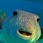 acuriousfish