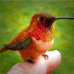 hmmmingbird